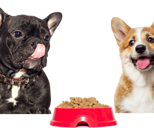 Dietary Plans in Pet Sitting