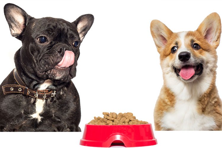 Dietary Plans in Pet Sitting